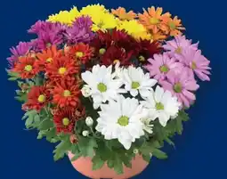 Lidl Chrysanthemen Angebot