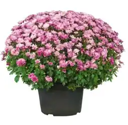 Hagebau Chrysanthemenbusch Angebot