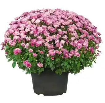 Hagebau Chrysanthemenbusch Angebot