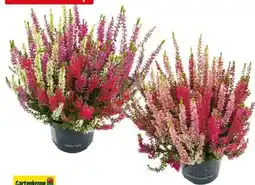 Hagebau Gartenkrone Knospenheide Beauty Ladies Starlight Trio Angebot