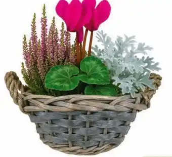 Hagebau Bepflanzter Korb Angebot