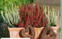 Hagebau Knospenheide Garden Girls Angebot