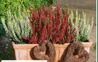 Hagebau Knospenheide Garden Girls Angebot