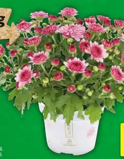 Hagebau Chrysantheme Angebot