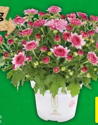 Hagebau Chrysantheme Angebot