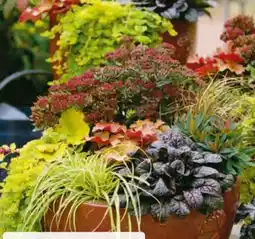 Hagebau Herbstzauber Pflanzen Angebot