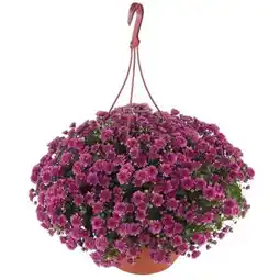 toom Baumarkt Toom Chrysantheme Angebot