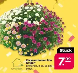 NETTO Trio-Chrysanthemen-Ampel Angebot