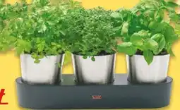 NETTO Silit Collexio Kräutergarten Angebot