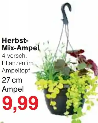 Jawoll Herbst Mix-Ampel Angebot