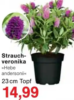 Jawoll Strauchveronika Angebot