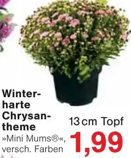 Jawoll Winterharte Chrysantheme Angebot