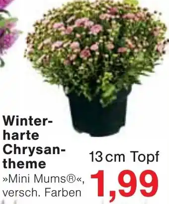 Jawoll Winterharte Chrysantheme Angebot