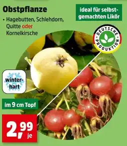 Thomas Philipps Obstpflanze hagebutten Angebot