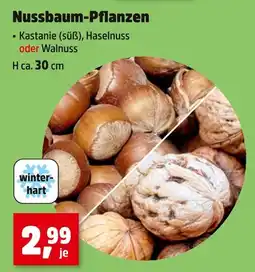 Thomas Philipps Kastanie (süß) Angebot
