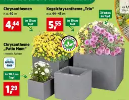 Thomas Philipps Chrysanthemen Angebot