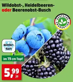 Thomas Philipps Wildobst- oder heidelbeeren-busch Angebot