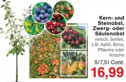 Jawoll Kern- und Steinobst, Zwerg- oder Säulenobst Angebot
