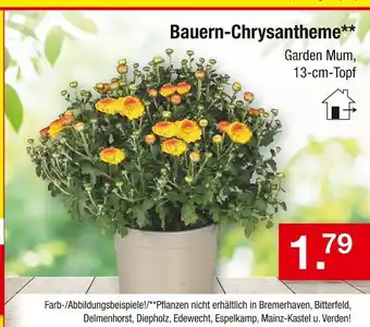 Zimmermann Bauern-chrysantheme Angebot