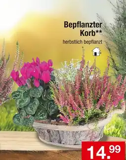 Zimmermann Bepflanzter korb Angebot