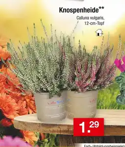 Zimmermann Knospenheide Angebot
