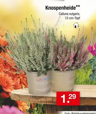 Zimmermann Knospenheide Angebot