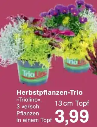 Jawoll Herbstpflanzen-Trio Angebot
