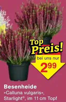Jawoll Besenheide Angebot