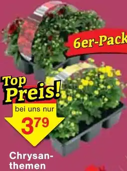 Jawoll Chrysanthemen Angebot