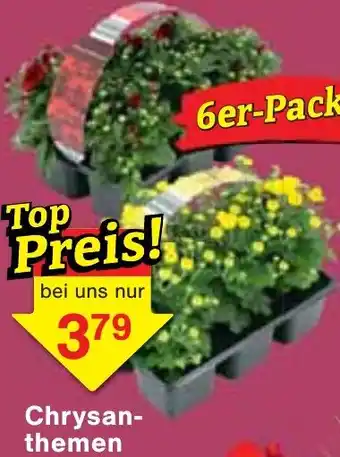 Jawoll Chrysanthemen Angebot