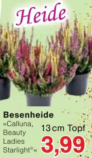 Wiglo Wunderland Besenheide Angebot
