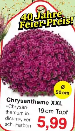 Wiglo Wunderland Chrysantheme XXL Angebot