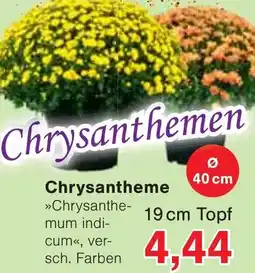 Wiglo Wunderland Chrysanthemen Angebot