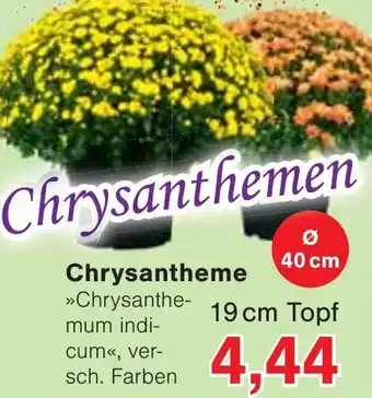 Wiglo Wunderland Chrysanthemen Angebot
