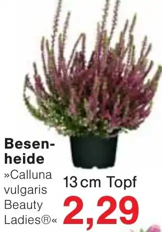 Wiglo Wunderland Besenheide Angebot