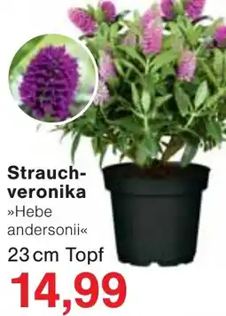 Wiglo Wunderland Strauchveronika Angebot