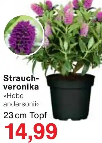 Wiglo Wunderland Strauchveronika Angebot