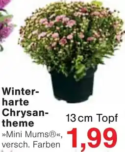 Wiglo Wunderland Winterharte Chrysantheme Angebot