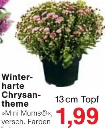 Wiglo Wunderland Winterharte Chrysantheme Angebot