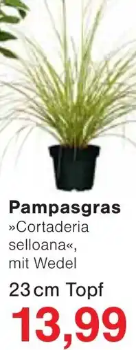 Wiglo Wunderland Pampasgras Angebot