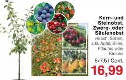 Wiglo Wunderland Kern- und Steinobst, Zwerg- oder Säulenobst Angebot
