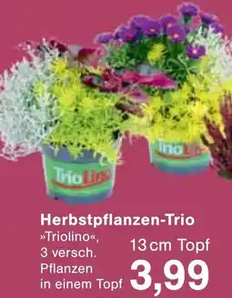 Wiglo Wunderland Herbstpflanzen-Trio Angebot