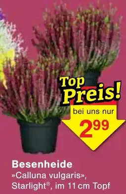 Wiglo Wunderland Besenheide Angebot