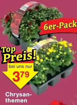 Wiglo Wunderland Chrysanthemen Angebot
