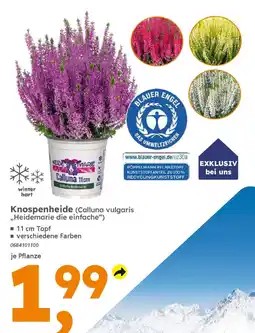 Globus Baumarkt Knospenheide (Calluna vulgaris ,,Heidemarie die einfache") Angebot