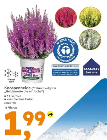 Globus Baumarkt Knospenheide (Calluna vulgaris ,,Heidemarie die einfache") Angebot