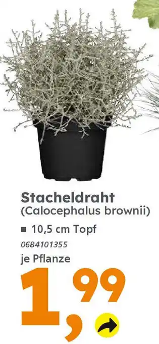 Globus Baumarkt Stacheldraht (Calocephalus brownii) Angebot