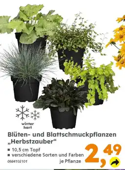 Globus Baumarkt Blüten- und Blattschmuckpflanzen ,,Herbstzauber❝ Angebot