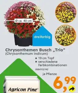 Globus Baumarkt Chrysanthemen Busch „,Trio“ (Chrysanthemum indicum) Angebot