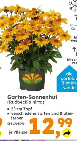 Globus Baumarkt Garten-Sonnenhut (Rudbeckia hirta) Angebot
